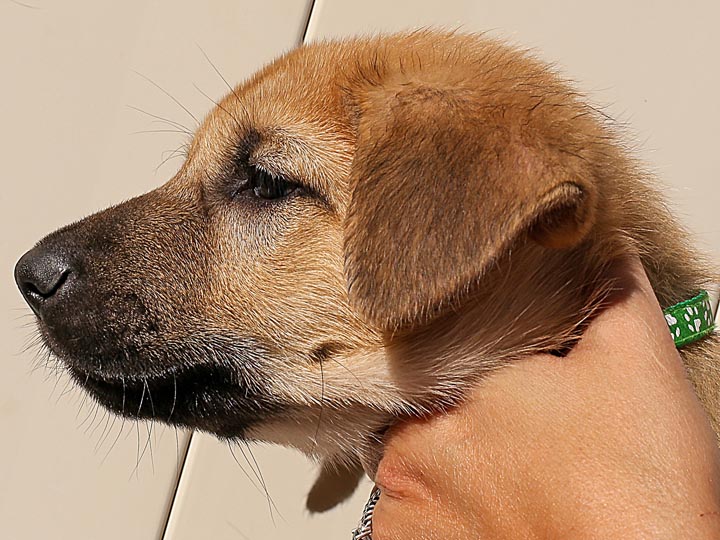 chinook puppy
